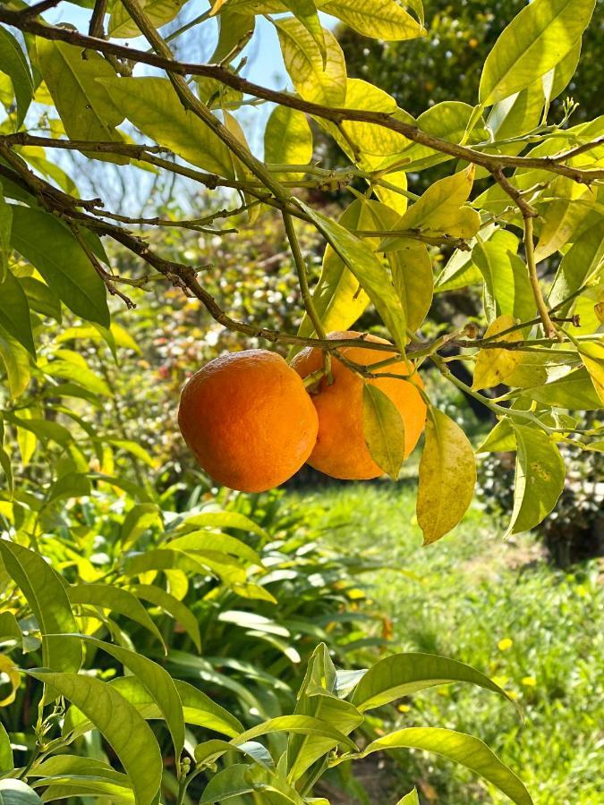 Ravissante Maison A St Paul De Vence Σαιν-Πολ-ντε-Βανς Εξωτερικό φωτογραφία